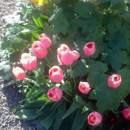 D'azeglio Albiano dʼIvrea