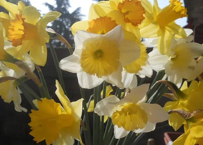 D'azeglio 4* Albiano D'Ivrea