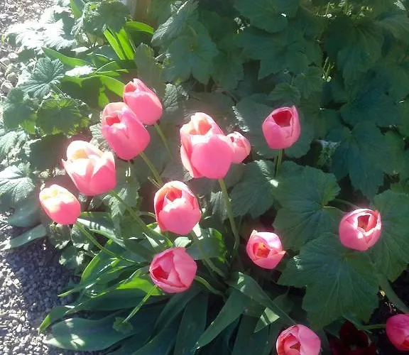 D'azeglio Albiano D'Ivrea